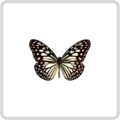 Ideopsis juventa